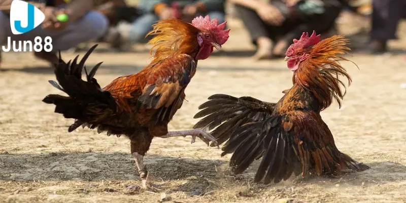 Cách đá gà online