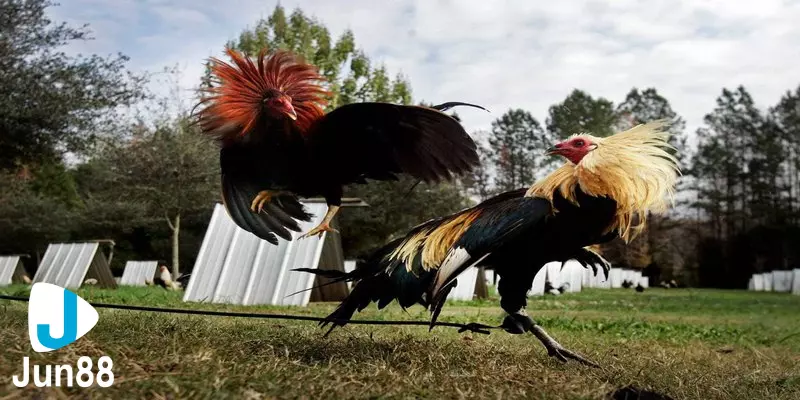 Đá gà dao cựa tại việt nam