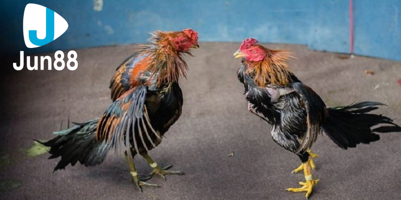 Tổng hợp mẹo chơi đá gà