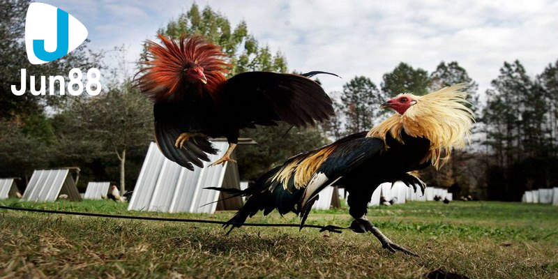 mẹo chơi đá gà online