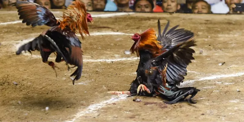 Đá gà trực tiếp