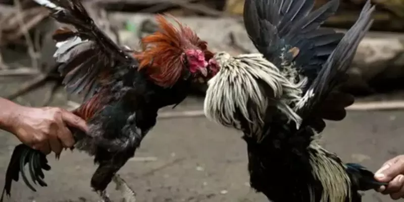 Jun88-đá gà trực tiếp thắng nhanh