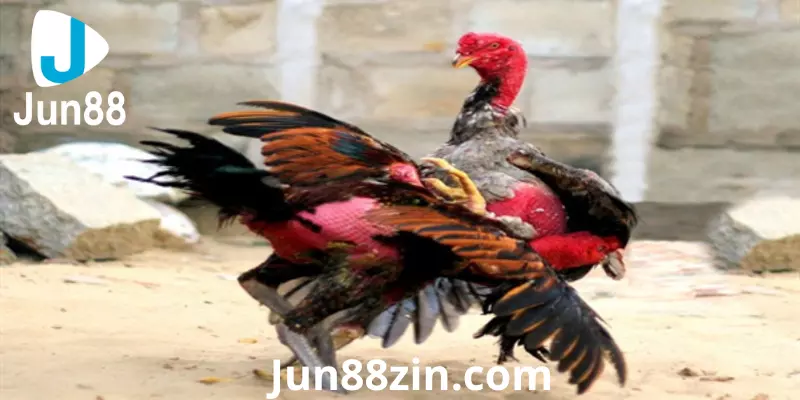 Jun88 đá gà uy tín